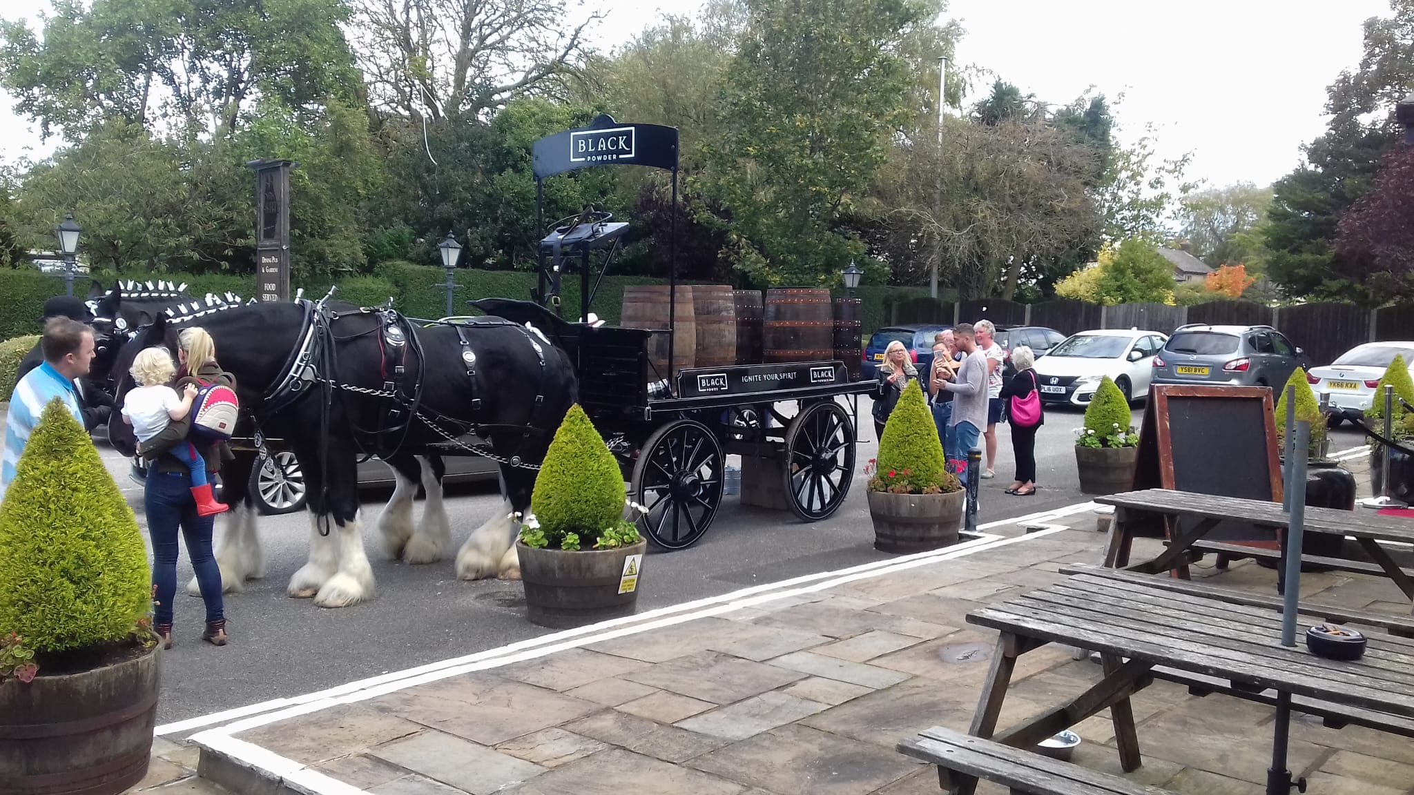 Shire horses in corporate event